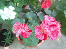 DSCN8580