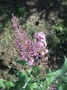 DSCN8585