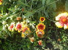 DSCN8596