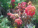 DSCN8599