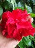 hibiscus rosu involt
