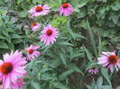Echinacea (8)