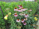 Echinacea (11)