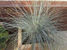 Festuca galuca