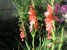 Gladiole (6)