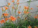Hemerocallis fulva (6)
