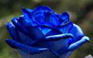 blue_rose-5