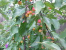 malus Rudolph