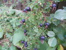 Single Cherry - macese