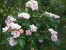 Bordure Nacree