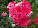 Rosarium Uetersen