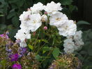Blush Noisette
