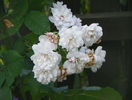 Blush Noisette