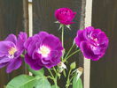 Rhapsody in Blue