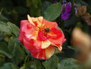 Sorbet Fruite