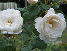 William and Catherine