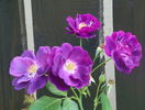 Rhapsody in Blue