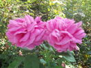 DSCN8609