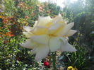 DSCN8610