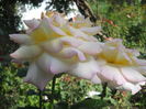 DSCN8611