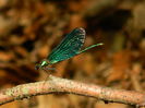 DSCN5120