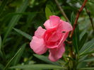 DSCN7550