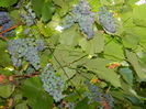 DSCN7583