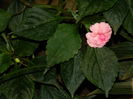 DSCN7592