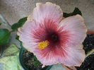 Plum Pizzazz