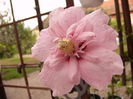 Hibiscus Pink Chiffon