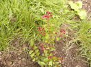 Lagerstroemia Red Imperator