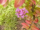 Lagerstroemia...