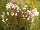 Lagerstroemia Nivea