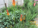 Kniphofia (2)