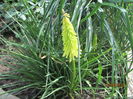 Kniphofia (7)