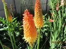 Kniphofia (20)