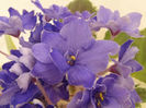 Ma s Blueberry Taffy
