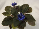 Ness Crinkle Blue