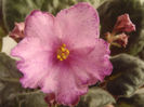 Pink Bonanza
