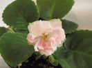 Pink Pearl (Rozovyi Zhemchug)