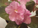 Pretty n Pink