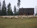 Oile frumoase a lui Pascu Ion-5