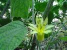 Passiflora citrina