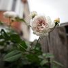IMG_1959