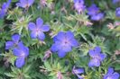 geranium johnsons-blue