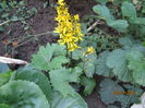 Ligularia (4)