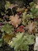 heuchera caramell