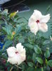 DSC04860