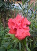 DSC04864