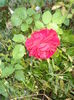 DSC04867